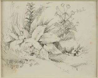 Naturstudie